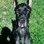 steve.traut