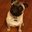 oneeyedpug